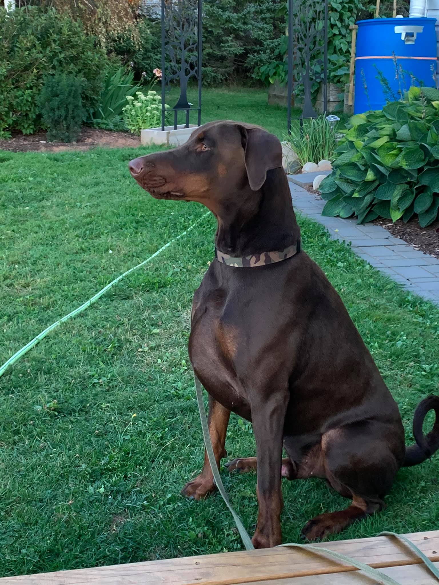 Von 2024 schwarz dobermans